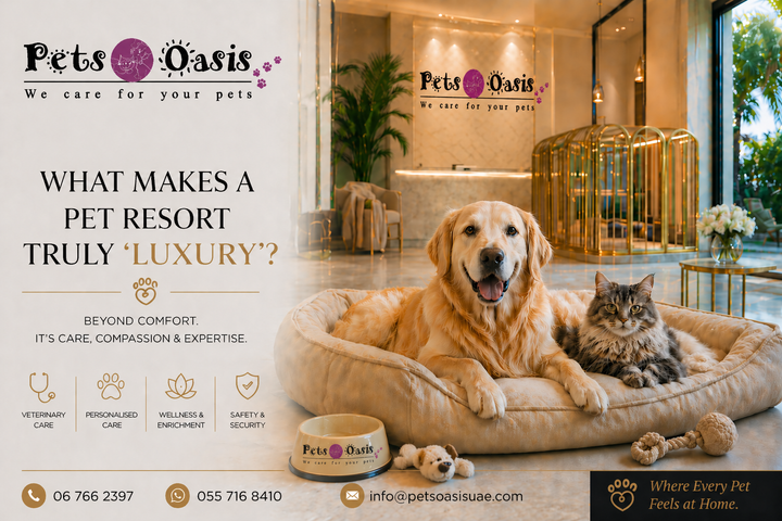 What Makes a Pet Resort Truly ‘Luxury’? A Veterinarian’s Perspective