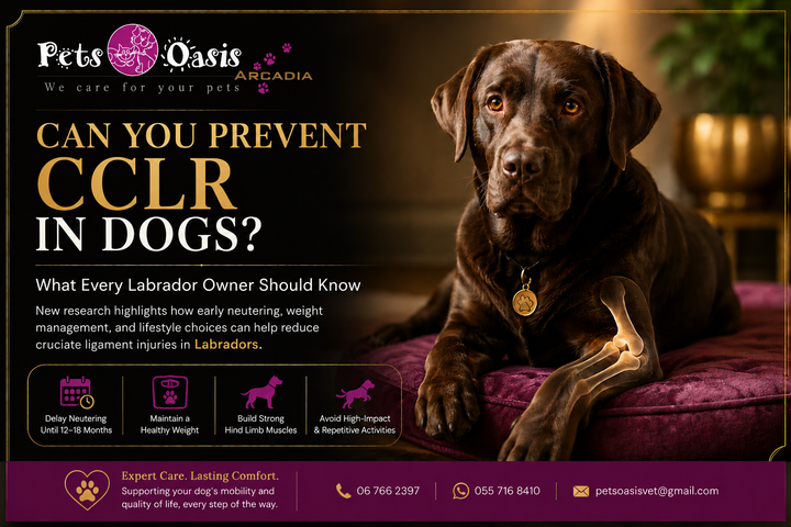 Can You Prevent ACL Tears in Dogs? What Every Labrador Owner Should Know