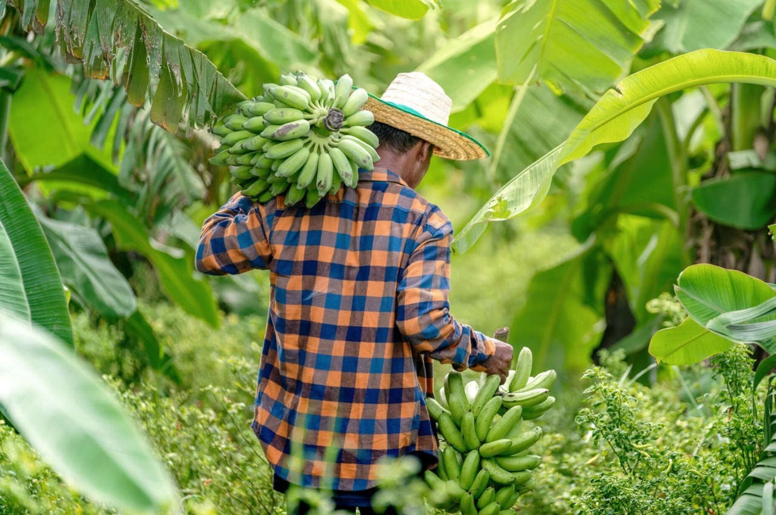 Opinion: Formalising the Informal and Protecting People: The Banana Farmer’s Overdue Insurance Coverage