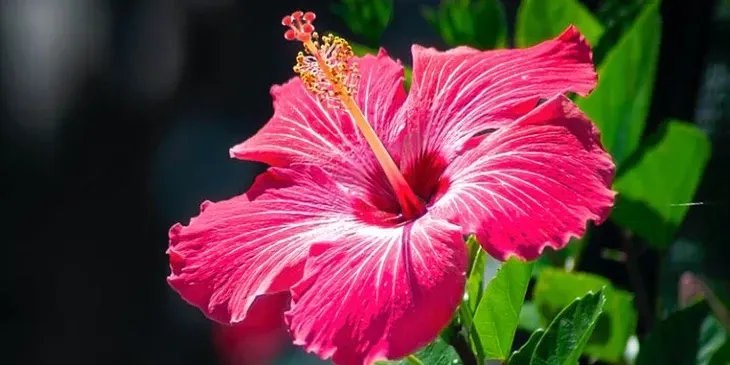 The Flowers