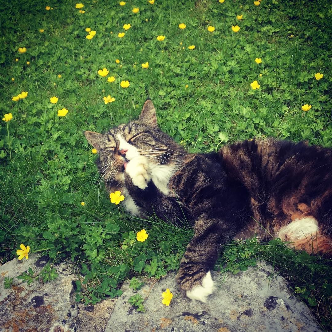 The Lion, The Witch And the Dress Code