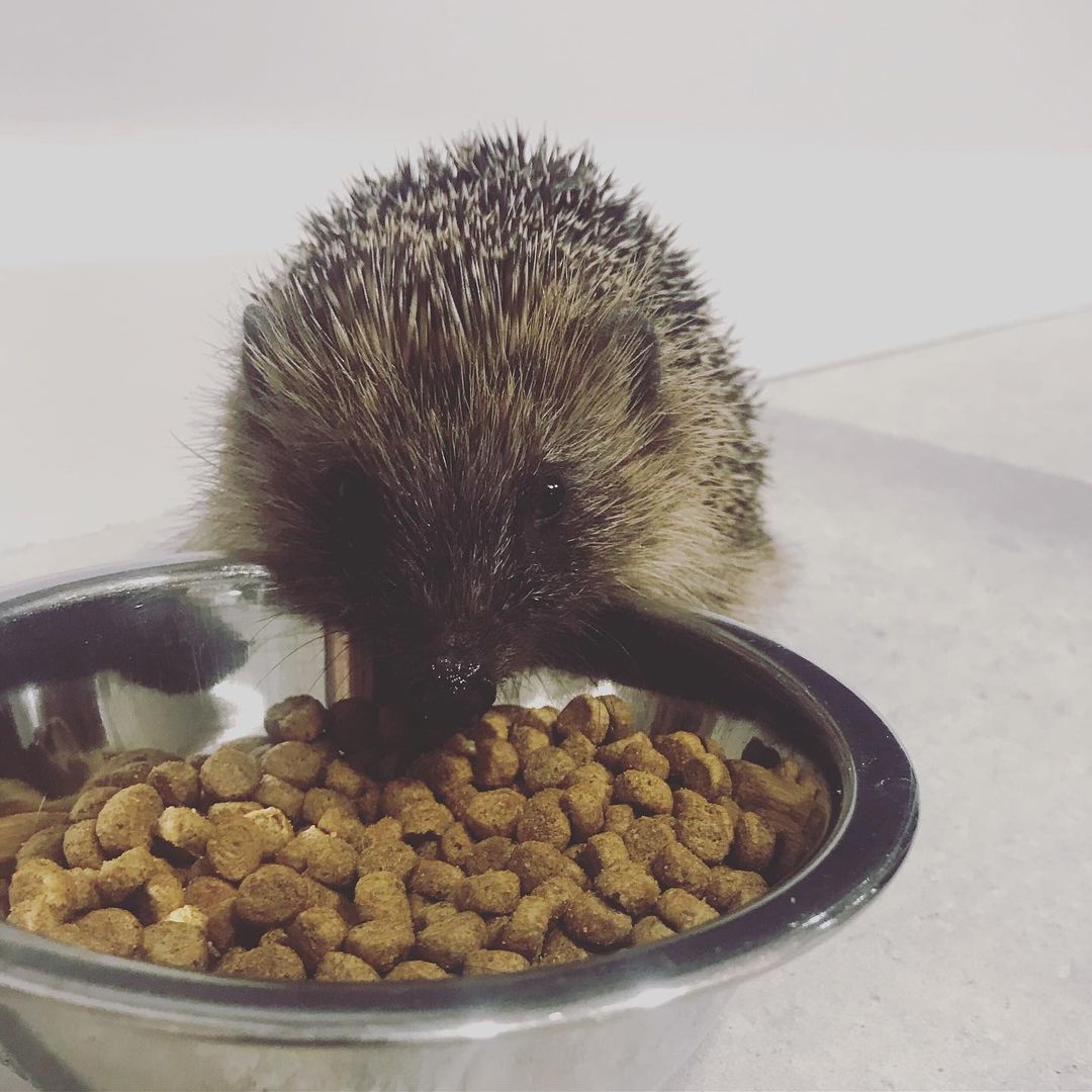 PHOTO: HEDGEHOG