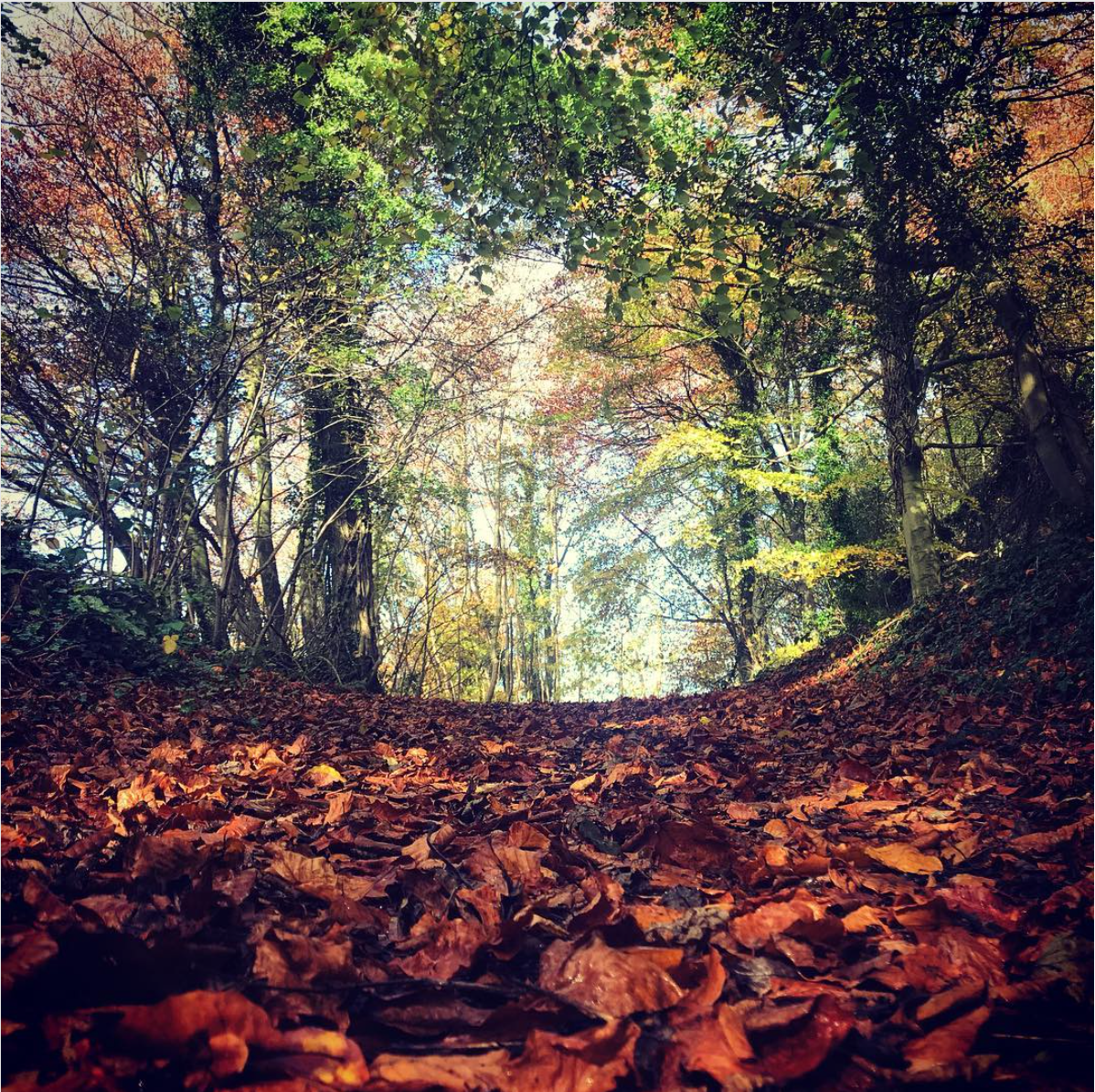 Things About The Countryside That Make Me Angry, And Some Photographs I Have Taken Of Them