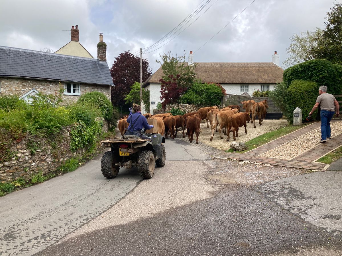 A Brief, Unsparingly Honest Guide To The Real British Countryside From Someone Who Knows