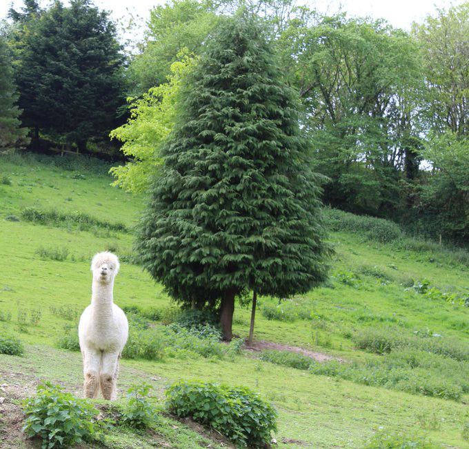 Geoff Smeeth, His Kiln Dried Logs And His Pet Llama Will Cleanse Your Fractured Doomscrolling Mind