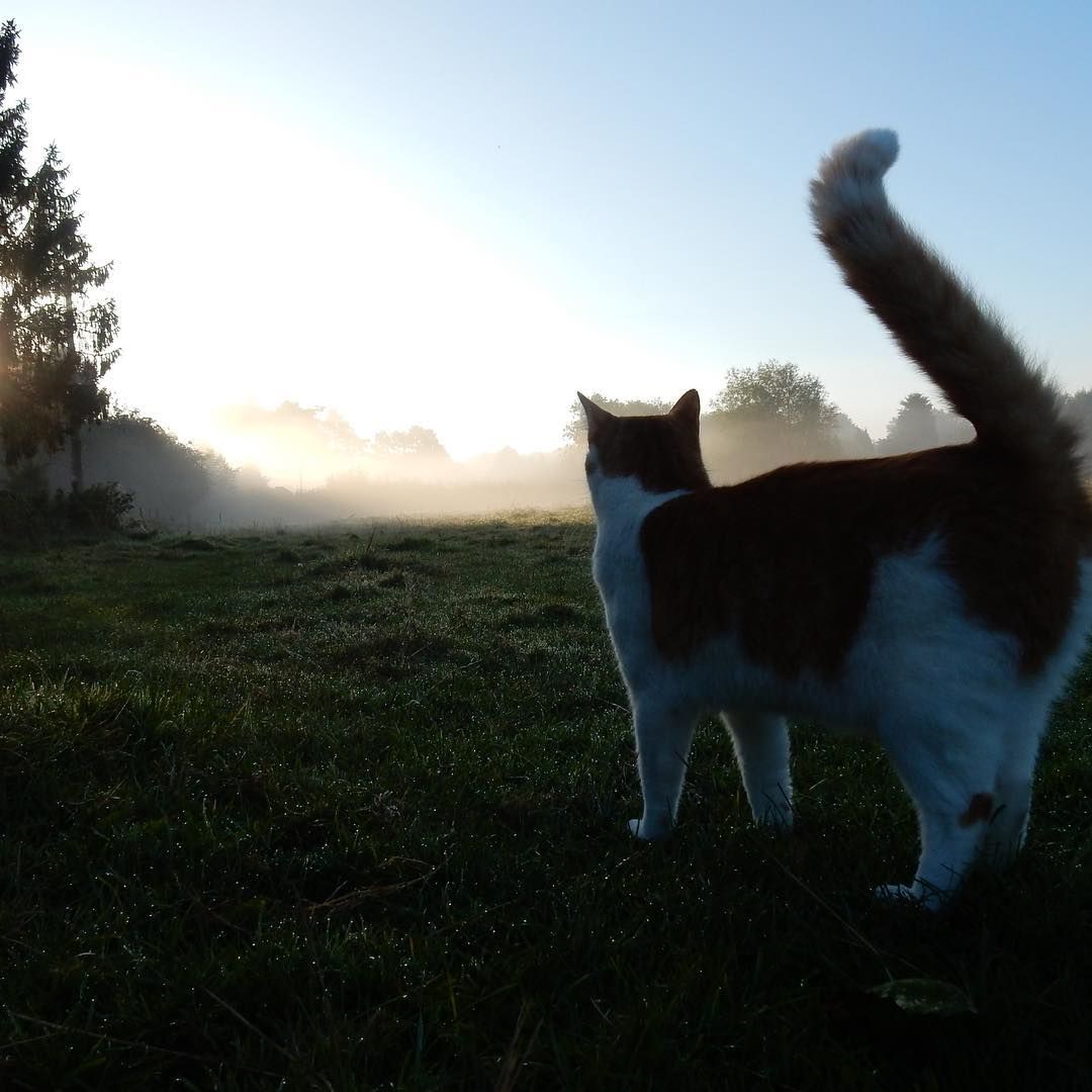 Eulogy For A Magical Mystery Cat