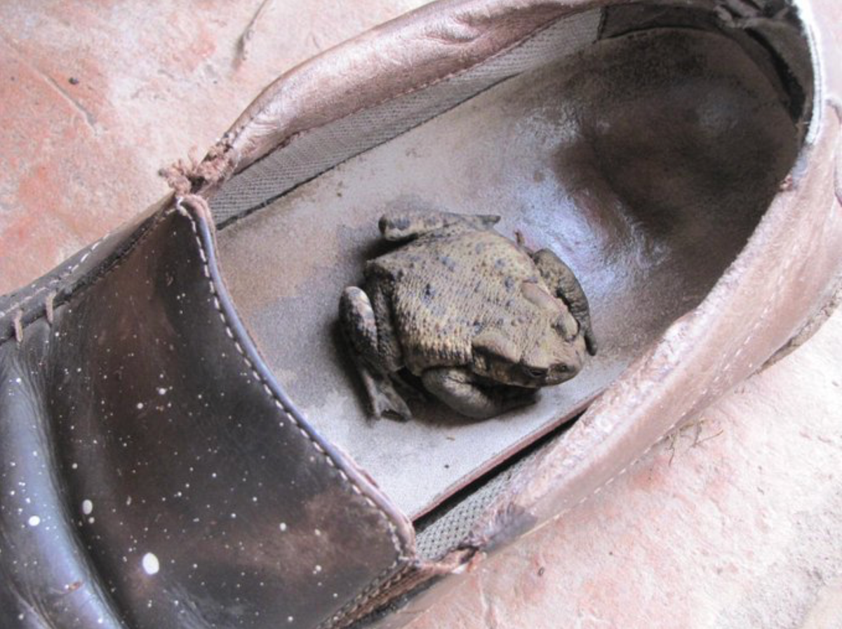 My Dad And The Toad In His Shoe