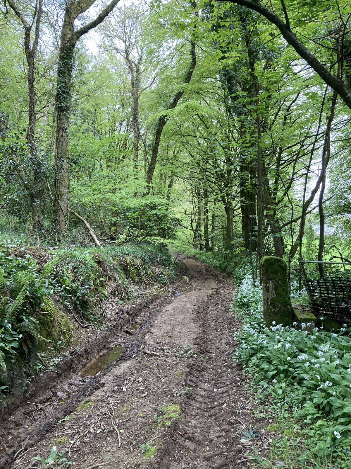 THE MYSTIC HEDGE: A PHOTO ESSAY ABOUT ANOTHER QUITE UNSETTLING CORNISH WALK
