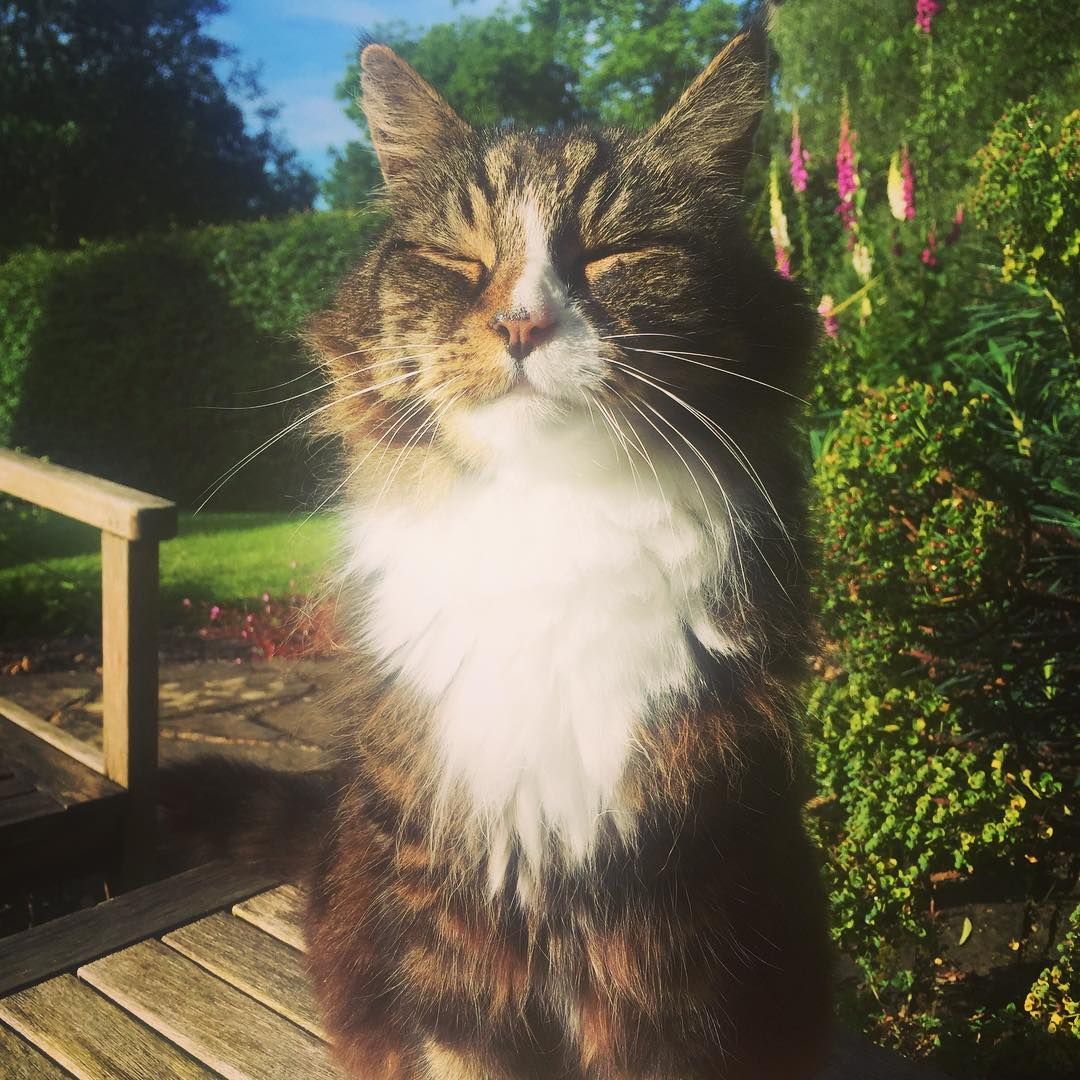 Remembering A Very Special Cat (2001-2021)