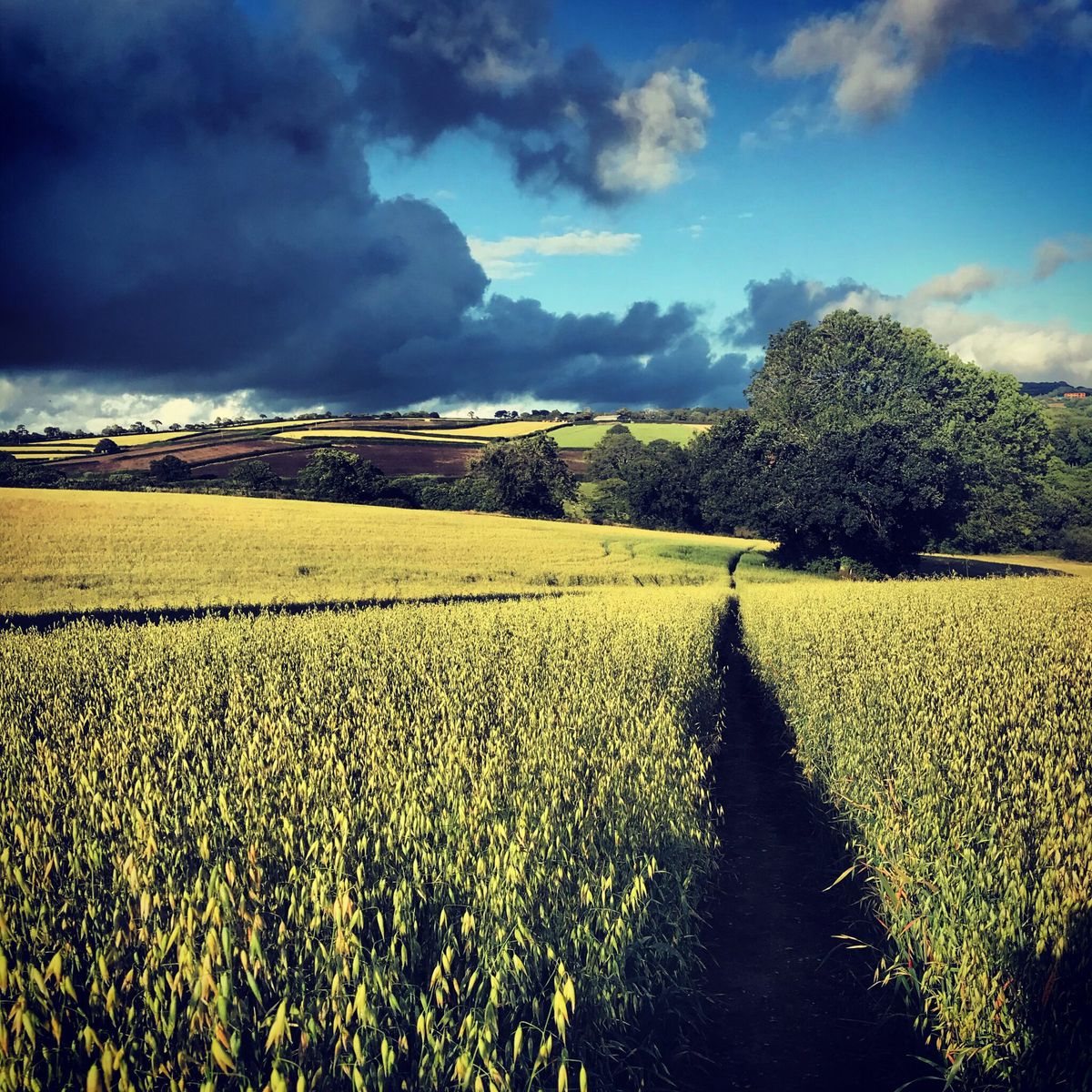 Late Summer, 2020: A Personal Compendium