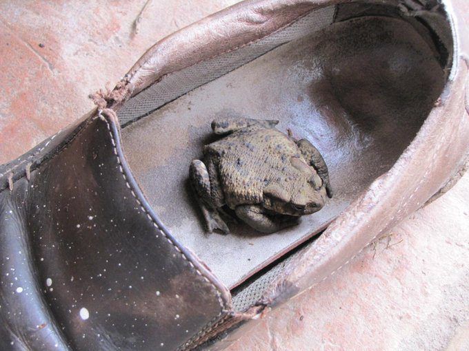 My Dad, And The Toad In His Shoe
