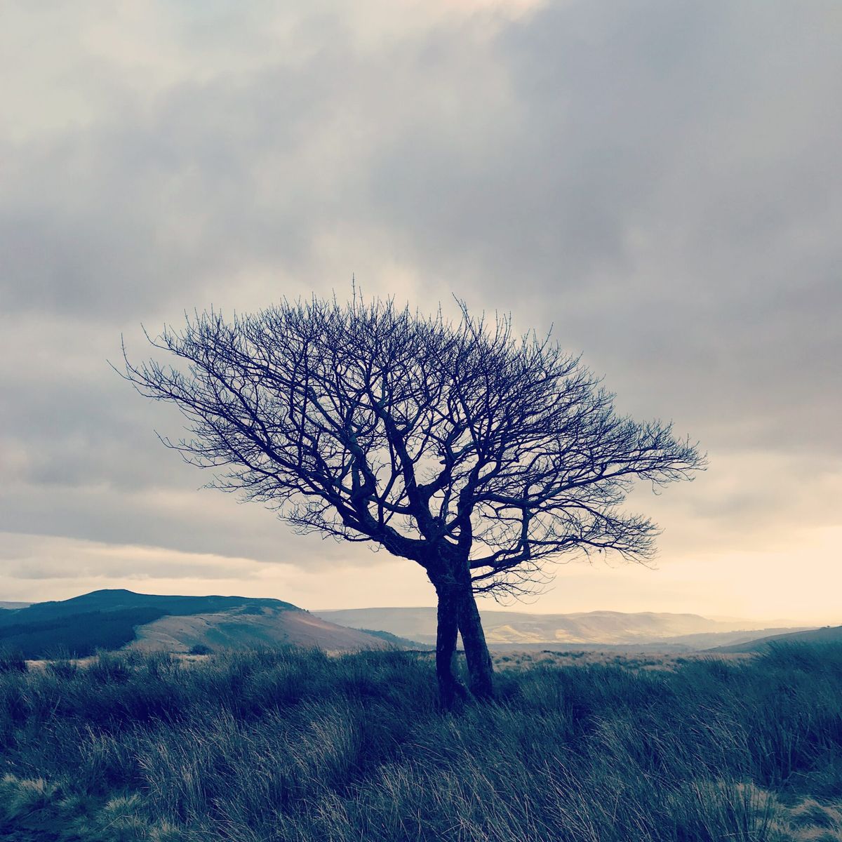 A True Story About Two Trees, And The Book They Made