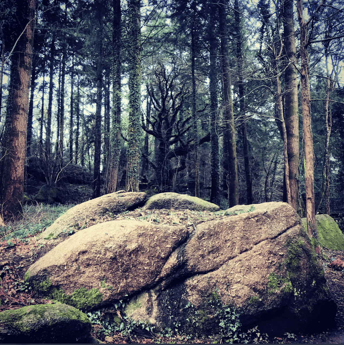 The Black Tree: a very short story for Halloween