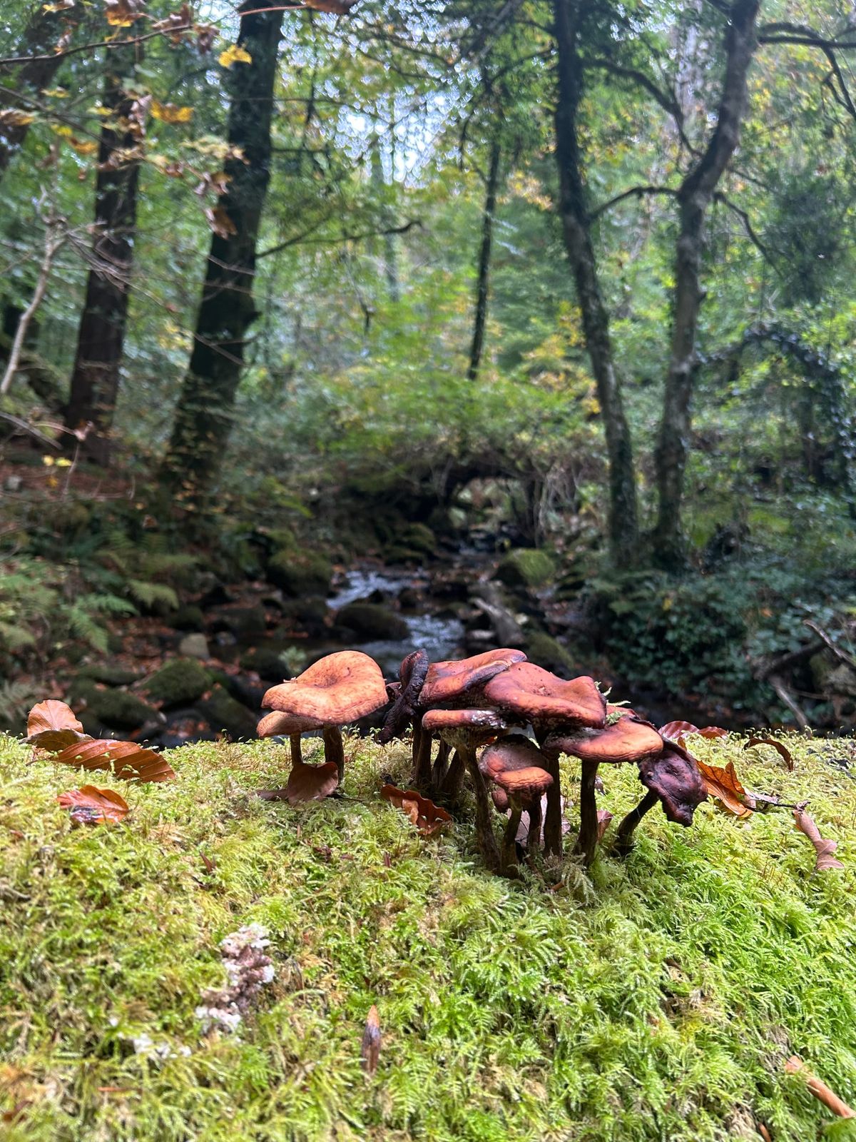 Fungal Misadventure (Some New Stories And A Poem)