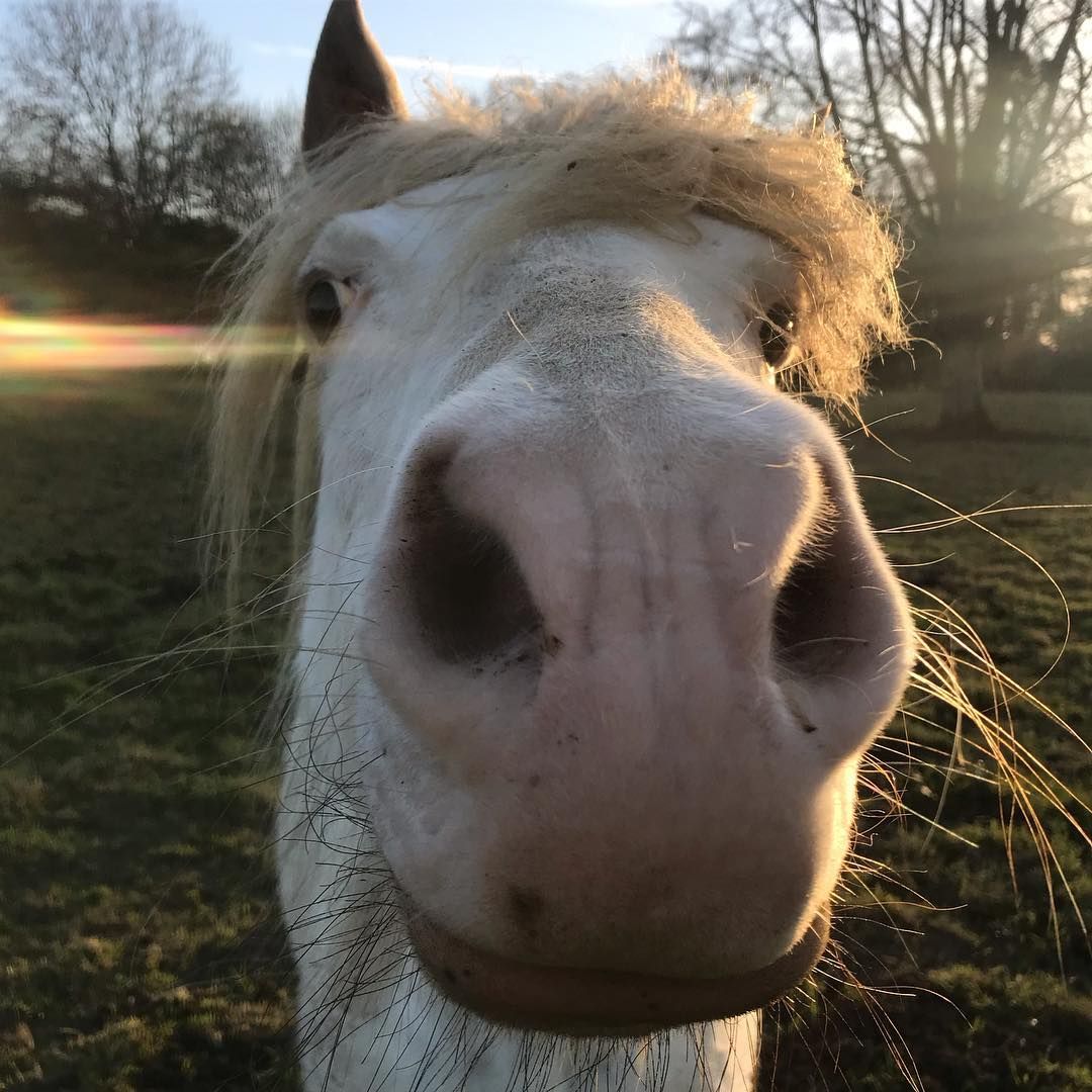 Things About The Countryside That Make Me Angry, And Some Photographs I Have Taken Of Them