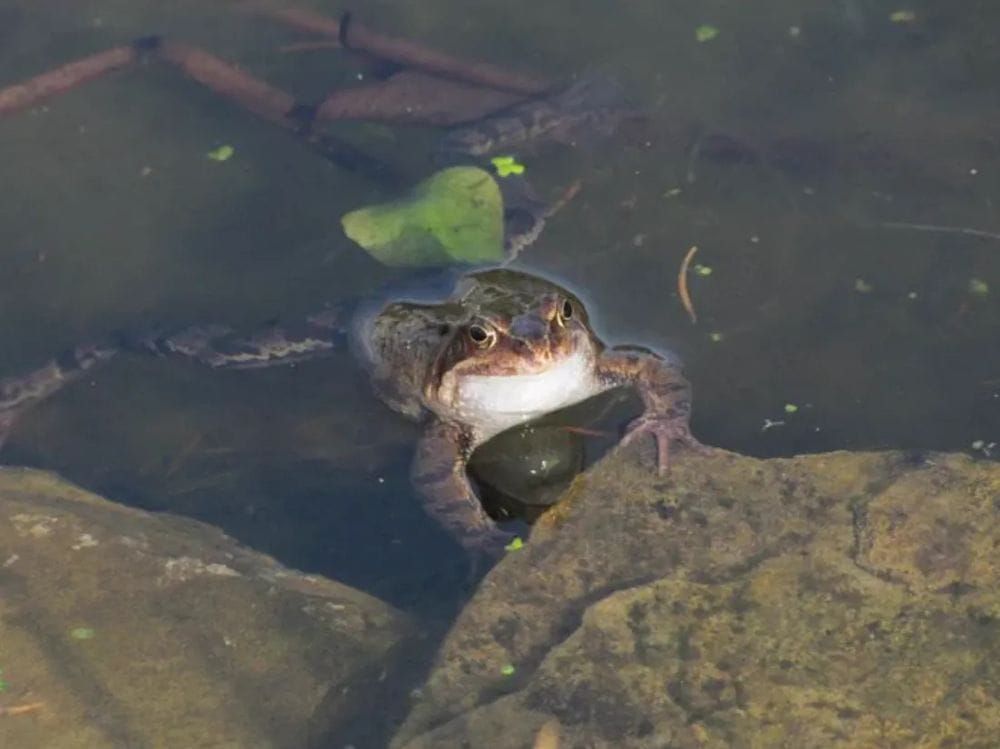 The Box Of Frogs