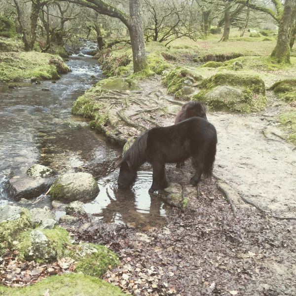 Things About The Countryside That Make Me Angry, And Some Photographs I Have Taken Of Them