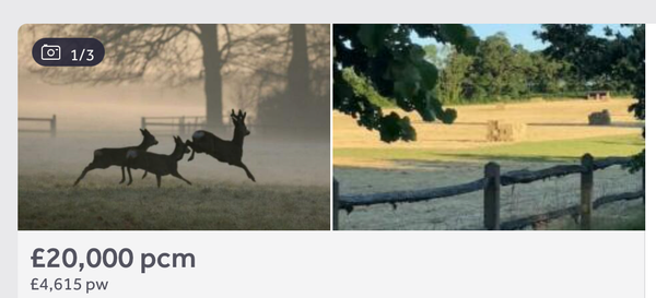 MEMORIES OF THE TIME I RENTED SOME LEAPING DEER