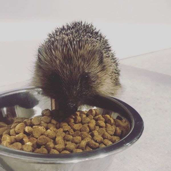 PHOTO: HEDGEHOG