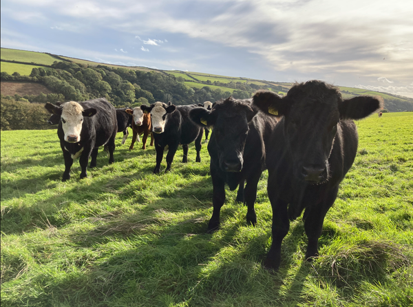 A Factual Report Of An Encounter With Some Cows During A Walk in England