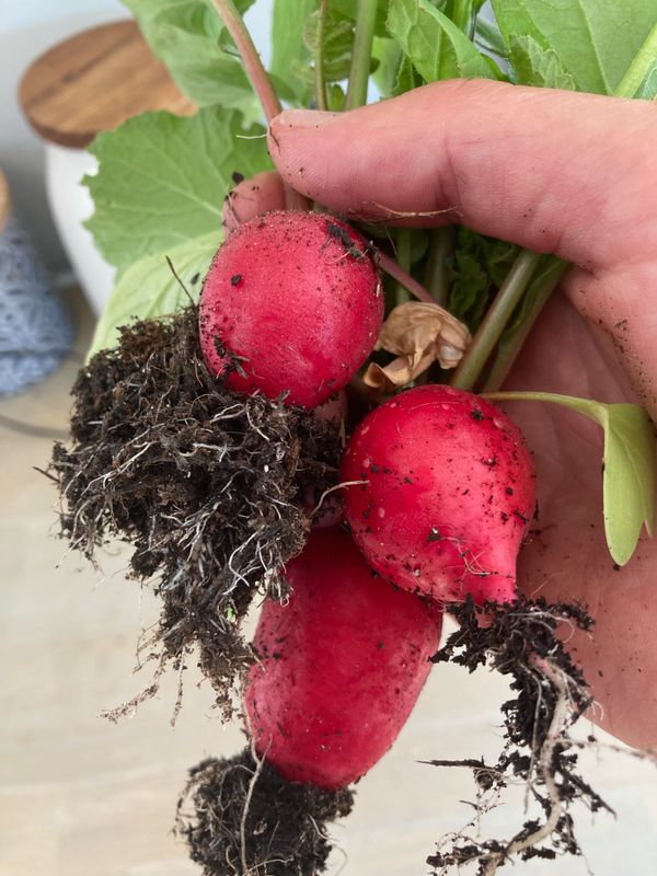 Radishes