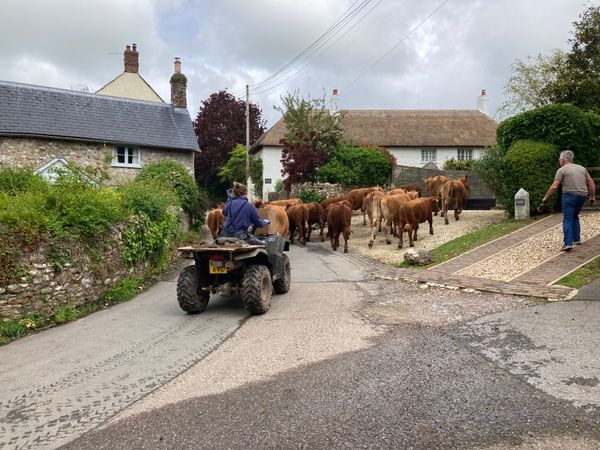 A Brief, Unsparingly Honest Guide To The Real British Countryside From Someone Who Knows