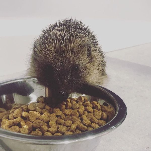 My Best True Stories About Badgers And Hedgehogs