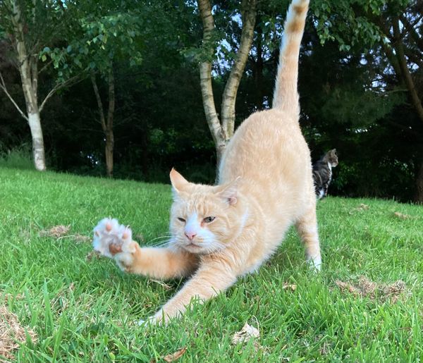 An Embarrassment Of Tinned Meat (Seven Tiny New Stories)