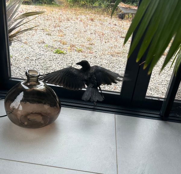 My Crowdependency Problem