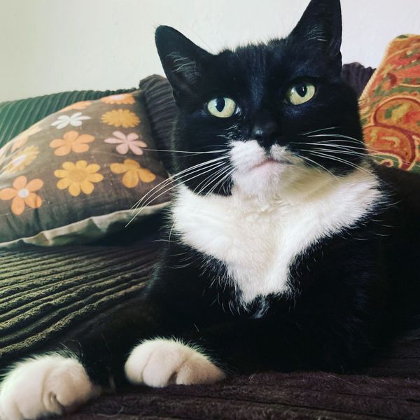 Cat Horoscopes