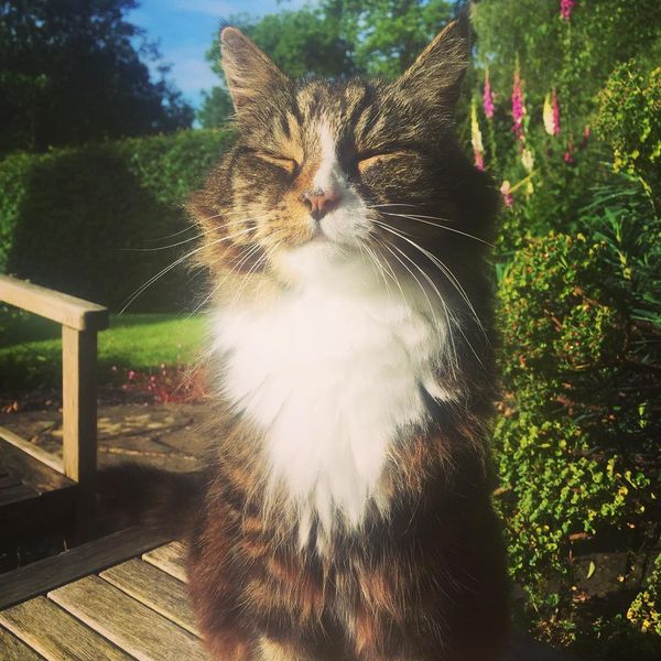 Remembering A Very Special Cat