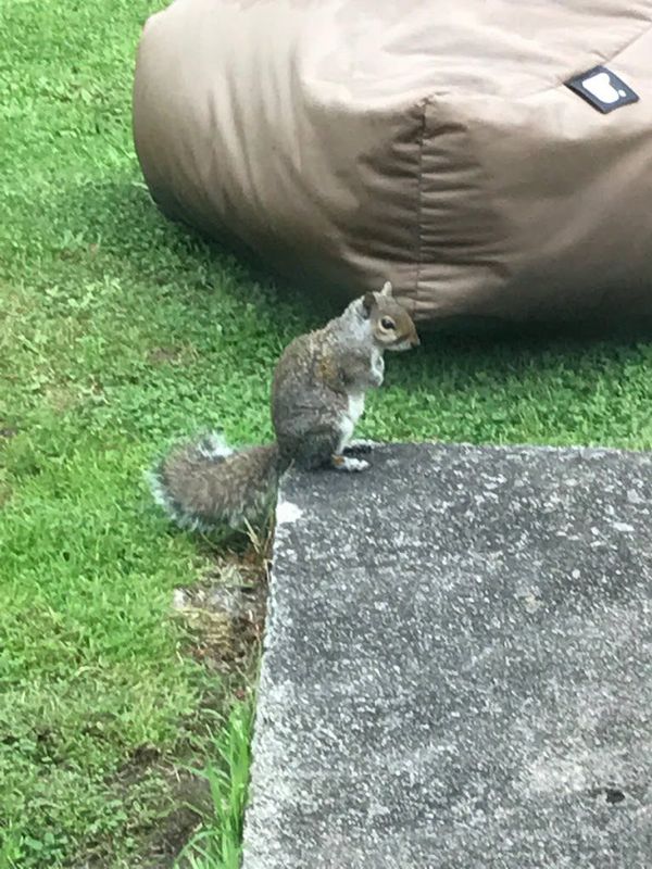 My Local Squirrel And I Answer Questions From Readers