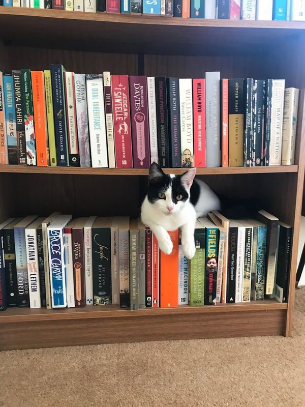 The Cat Who Came Out Of The Mist