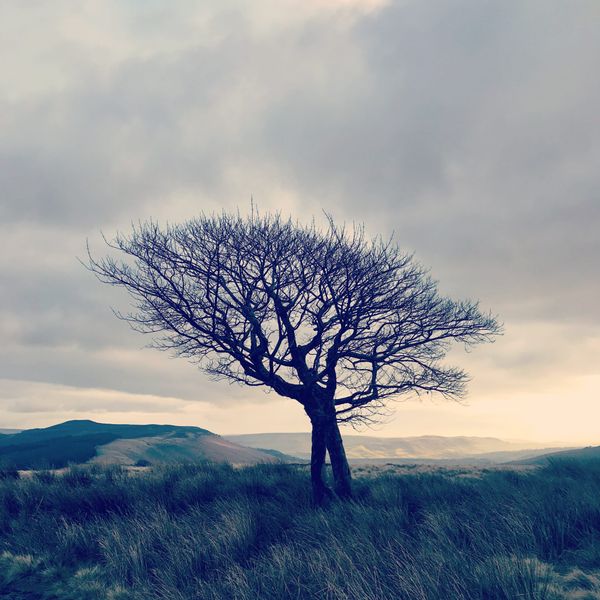 A True Story About Two Trees, And The Book They Made