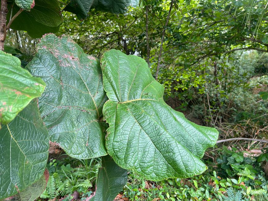 La legislatura municipal de San Juan debe visitar el bosque de Cupey