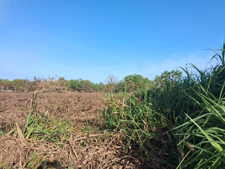 Legisladoras municipales del MVC exigen investigación urgente por incendios en jardín botánico y sus efectos en los ciudadanos