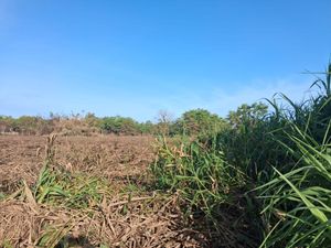 Imagen de: Legisladoras municipales del MVC exigen investigación urgente por incendios en jardín botánico y sus efectos en los ciudadanos