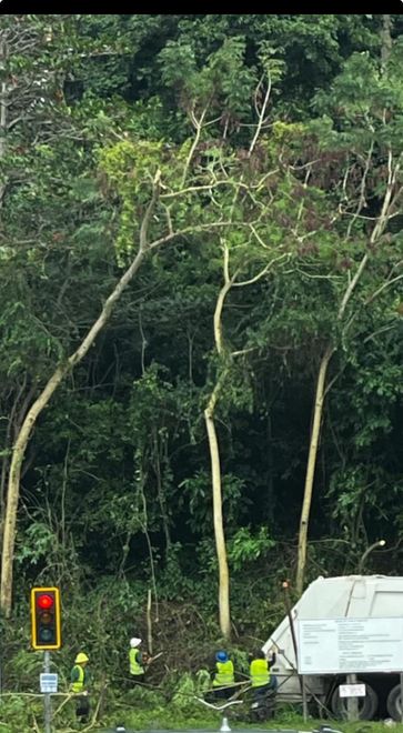 Imagen de: Paseo La Cima: ¿Urbanismo o Favoritismo? El Movimiento Victoria Ciudadana y el Partido Independentista Puertorriqueño  reclaman  justicia ambiental