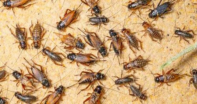 Crushed Bug "Additive" Is Now Included In Pizza, Pasta, & Cereals Across The EU