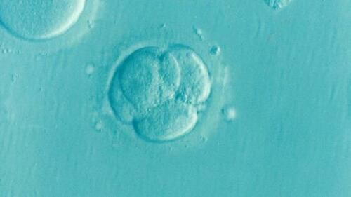Scientists Create Human "Entity" That Has No Mother Or Father