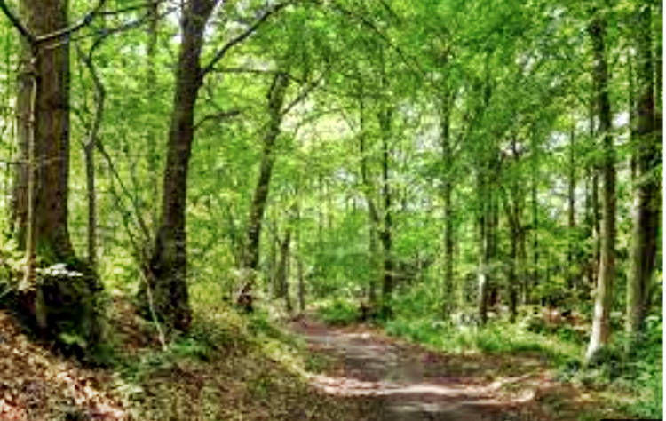 CLEARING MY MIND IN THE WOODS
