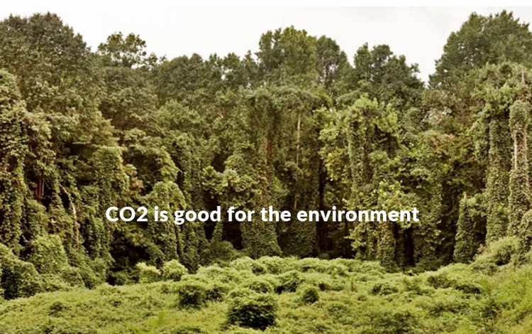 Trees are growing around the world thanks to higher CO2 levels.