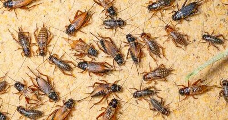 Crushed Bug "Additive" Is Now Included In Pizza, Pasta, & Cereals Across The EU