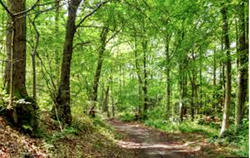 CLEARING MY MIND IN THE WOODS