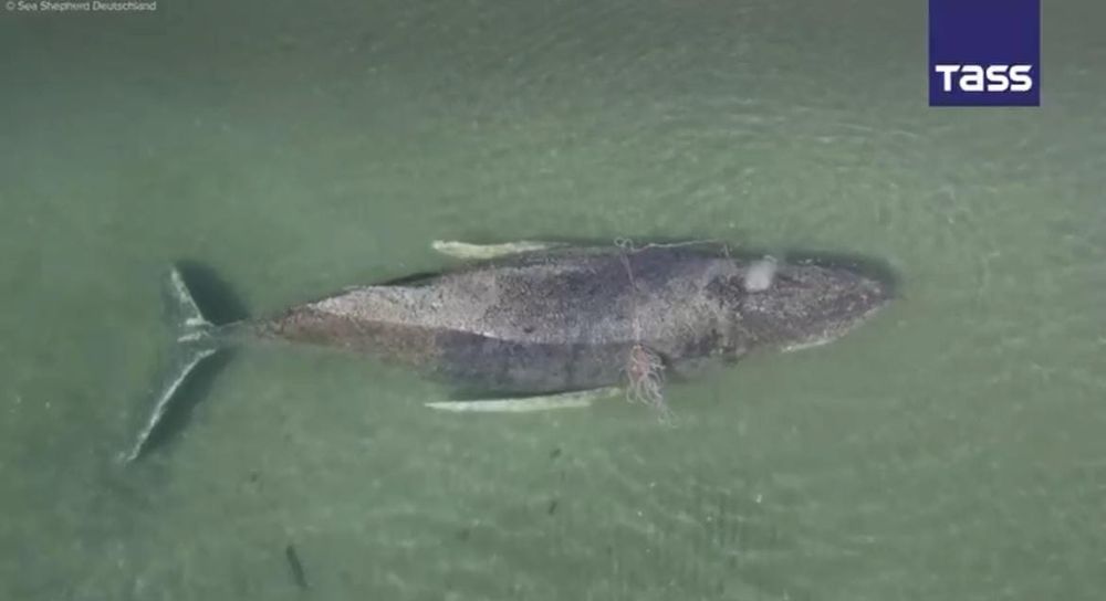 Megattera bloccata nel Mar Baltico: in corso le operazioni di salvataggio