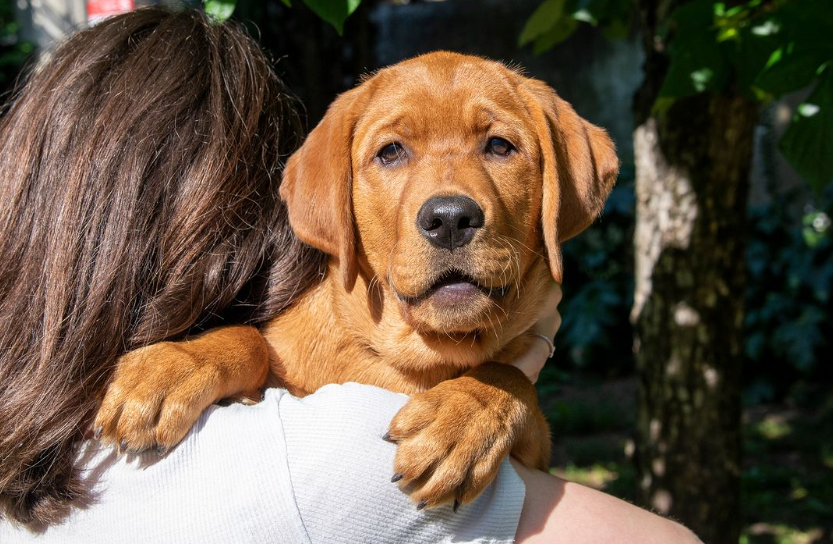 Nasce LIFEANIMAL.it, il primo portale italiano interamente dedicato al mondo animale