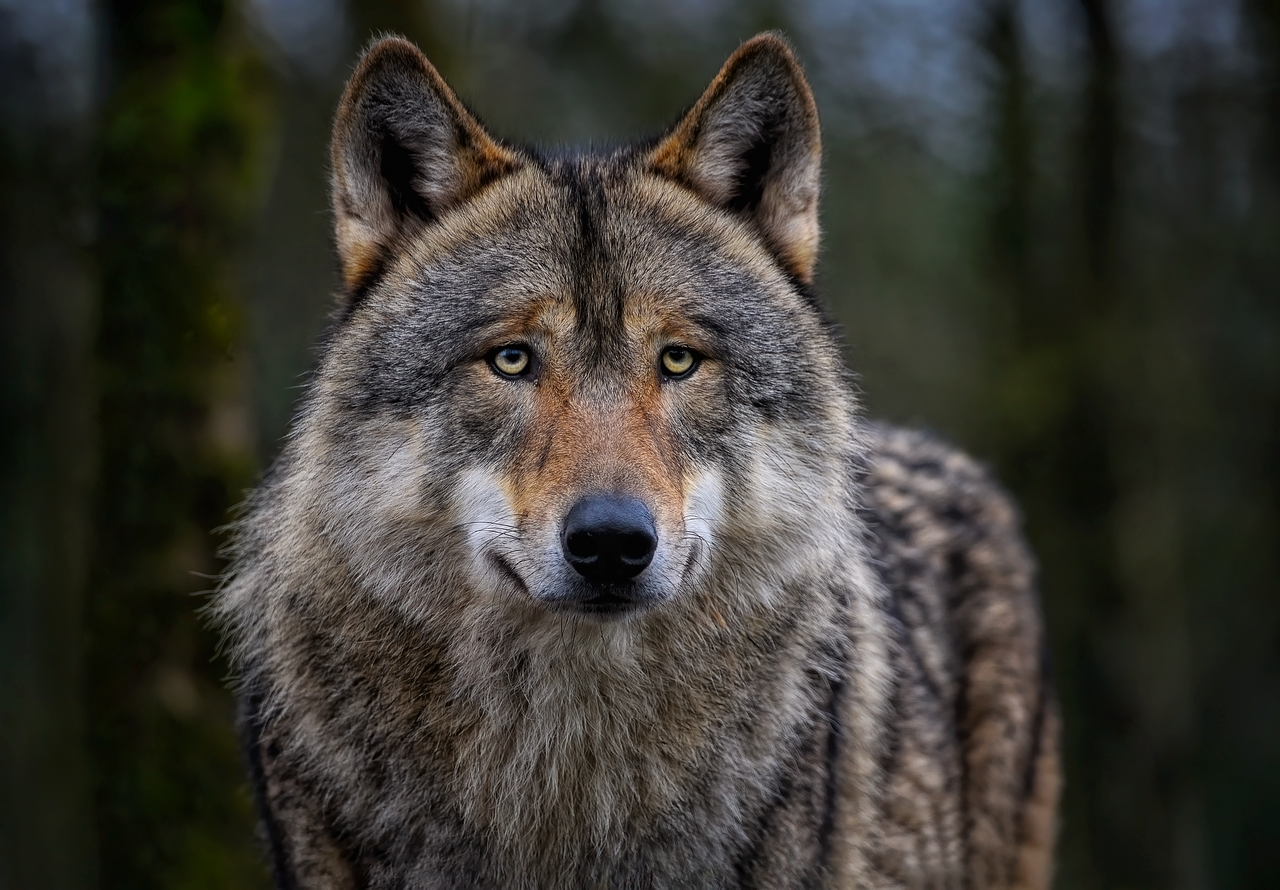 Il WWF Italia denuncia la morte di 1.639 lupi in 5 anni: “Non sono episodi isolati, è un fenomeno urgente da affrontare”