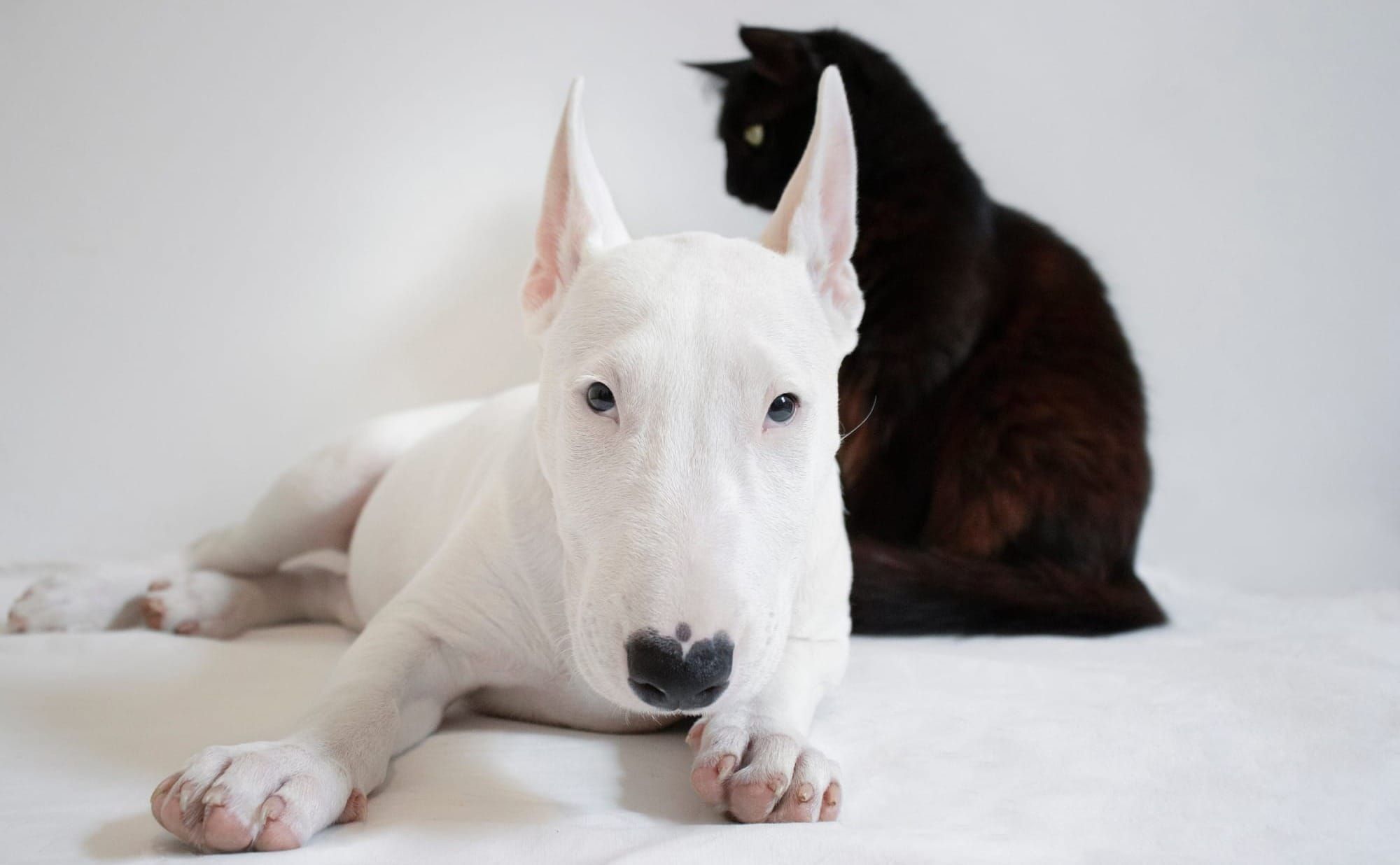 Stop alle mutilazioni di cani e gatti: il Parlamento Europeo approva le nuove norme