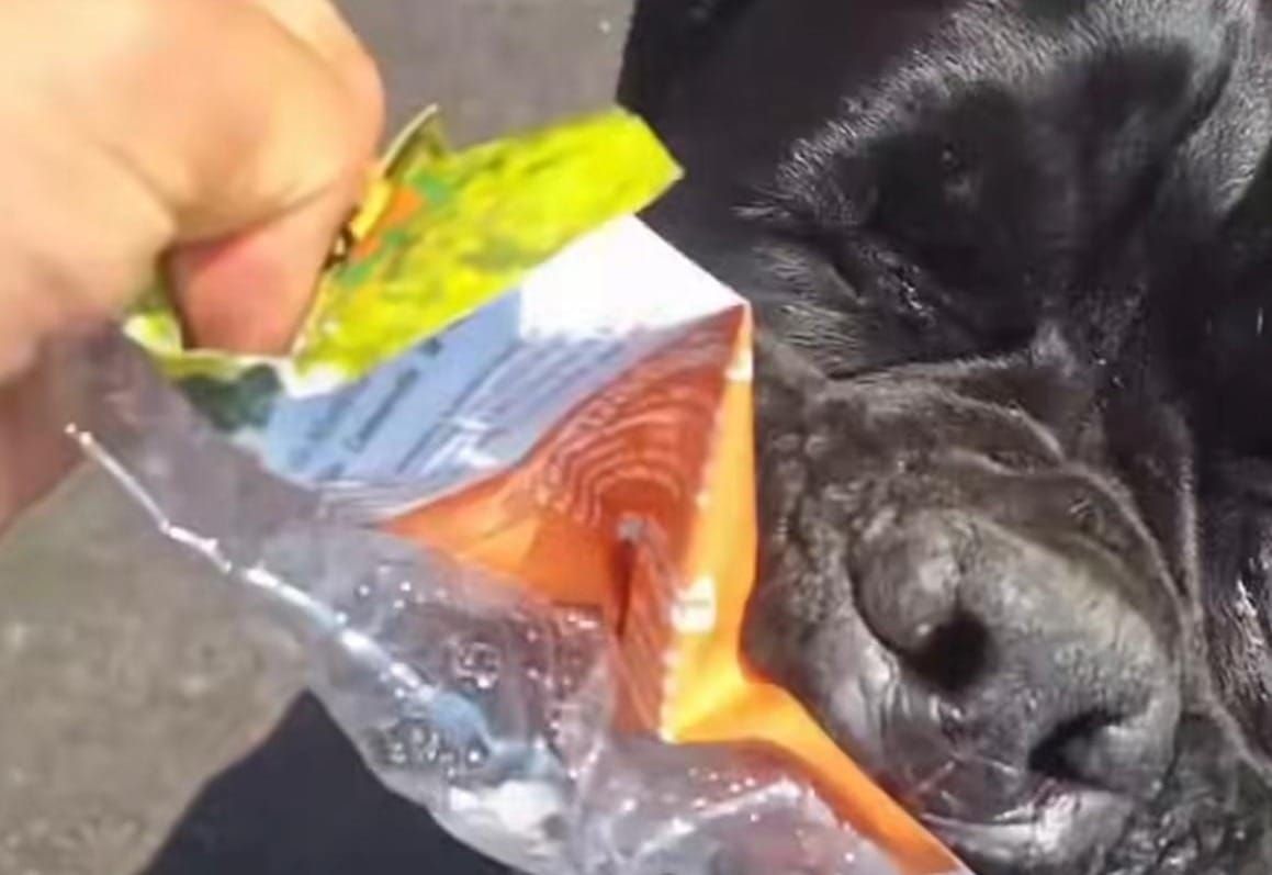 Venezia, aizza il cane contro il volantino del Pd: “Altro che moschee, sbranati vivi”
