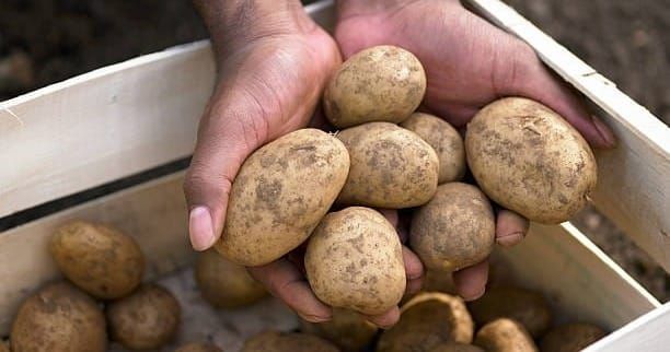 Europa, balzo del prezzo delle patate: quotazioni passate da 2,5 a 18,5 euro per 100 chili